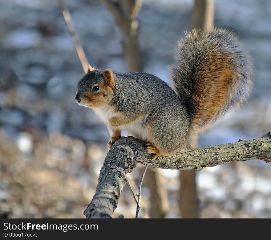 Fox squirrel posed on a tree branch