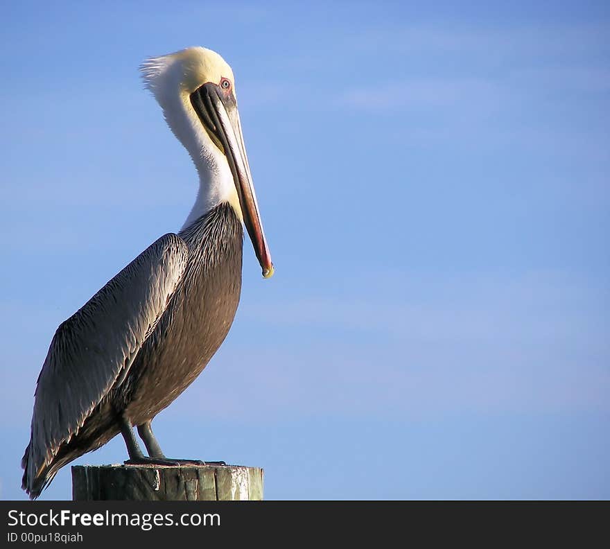 Pelican and beautiful blue skies in florida. Pelican and beautiful blue skies in florida