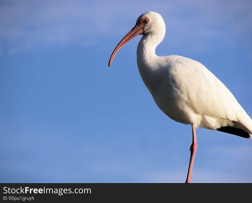 White ibis and beautiful blue skies in florida. White ibis and beautiful blue skies in florida