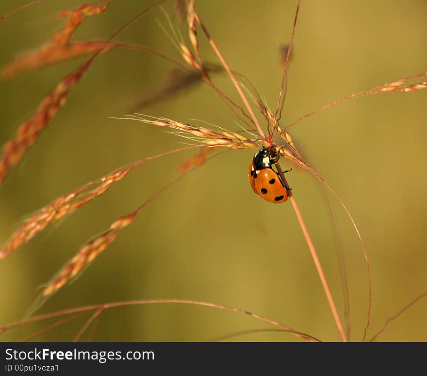 Ladybird