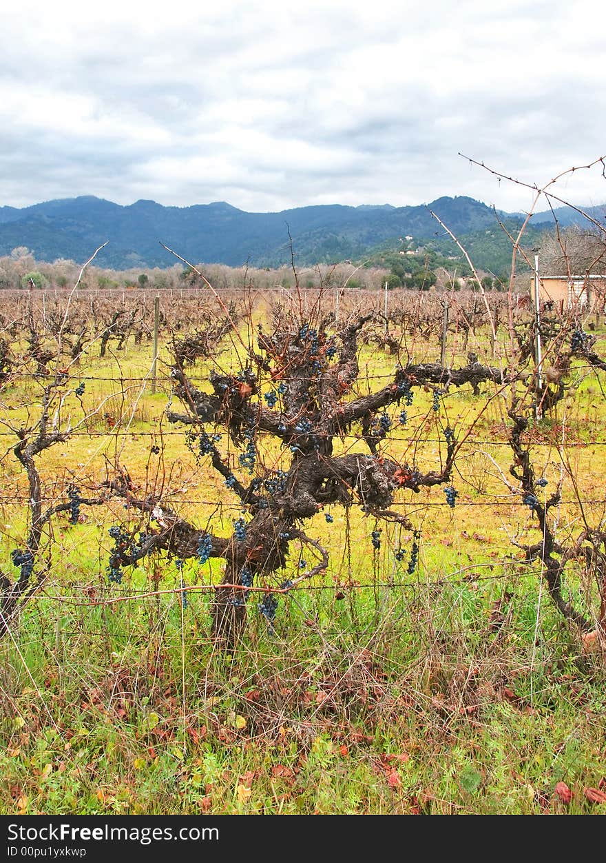 Vineyard with grapes in winter