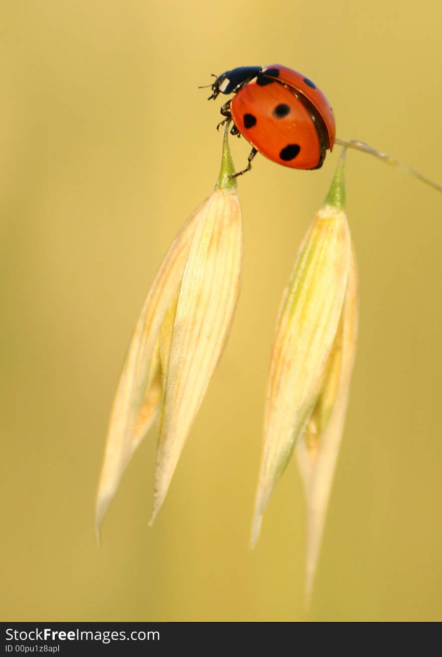 Ladybird