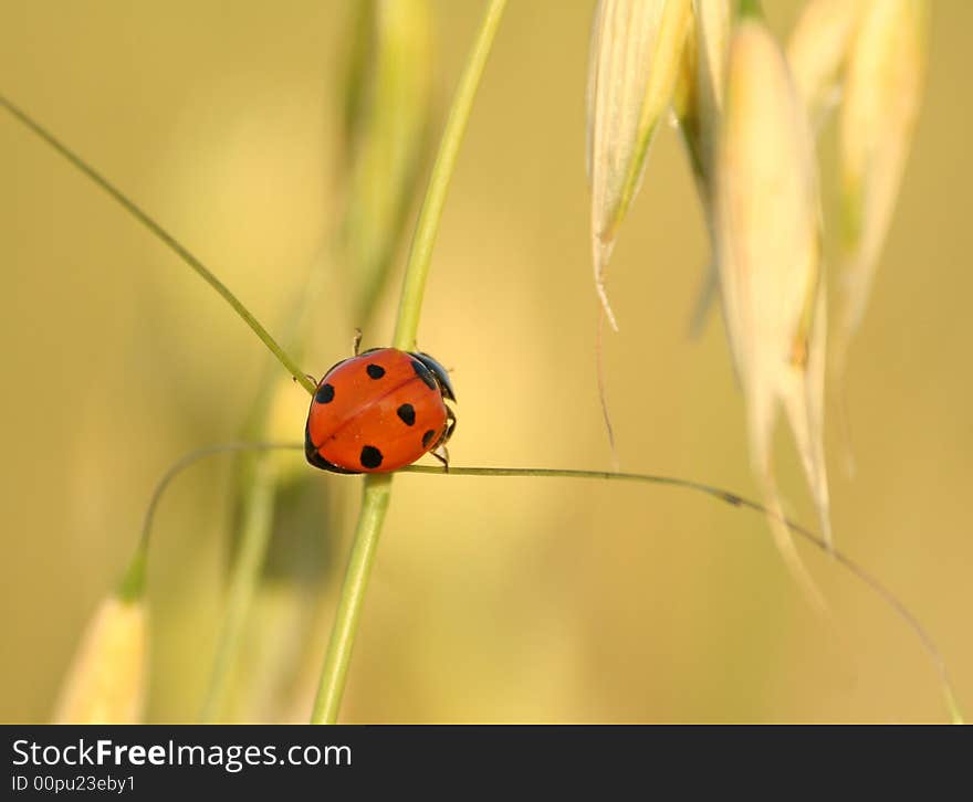 Ladybird