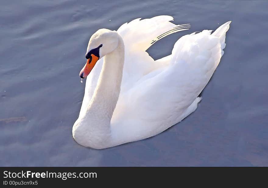 Swan