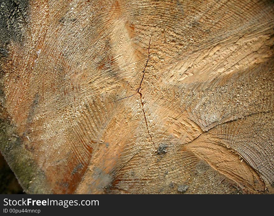 Stump close-up. View from top on cut wood. Wood texture.