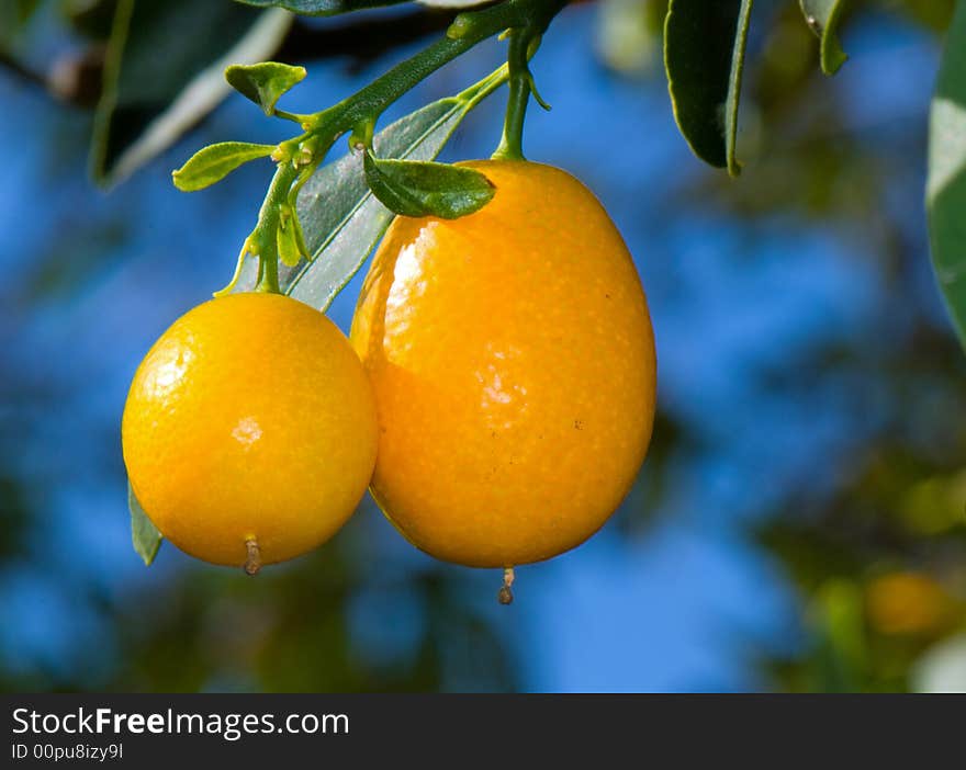 Home Grown Kumquat