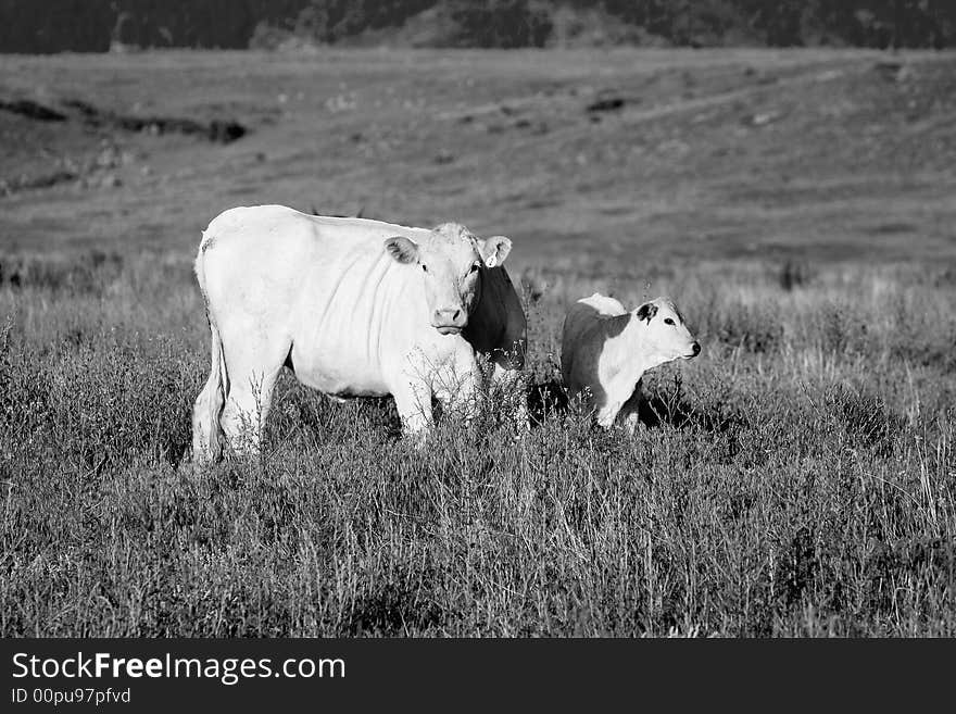 Cows In Field