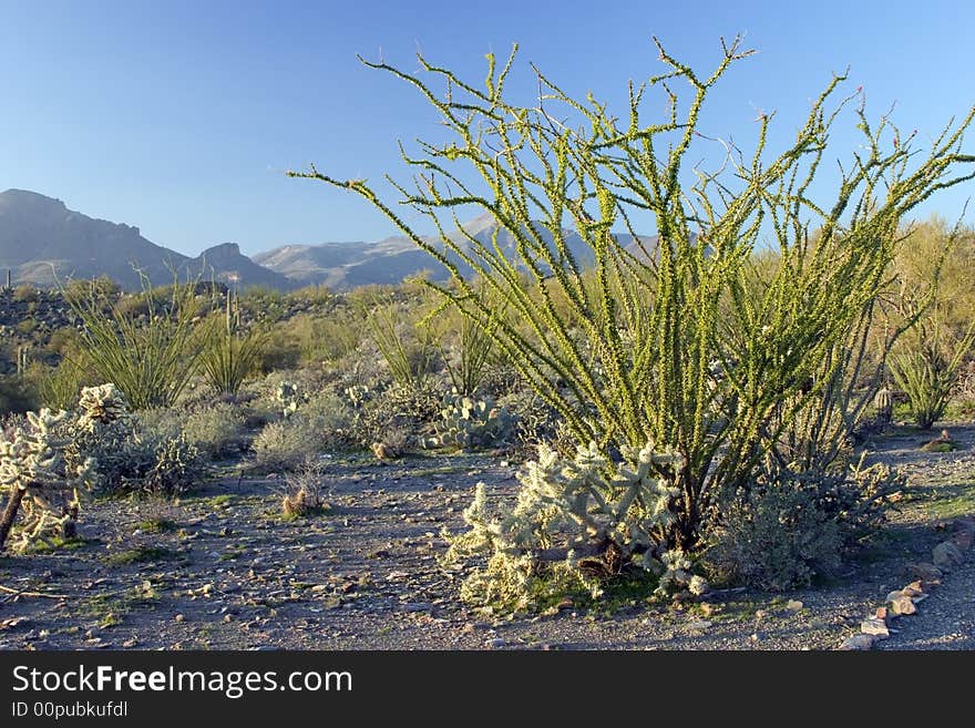 Ocotillo Cactus