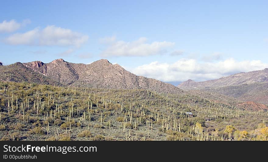 Saguaro Cactus in Canyon