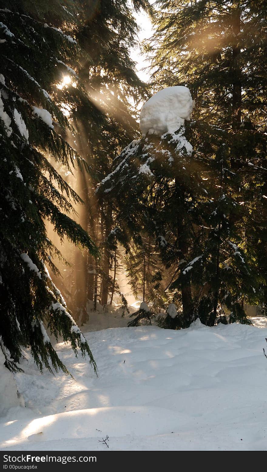 Heavy snow at Denny Creek in Washington State. Heavy snow at Denny Creek in Washington State