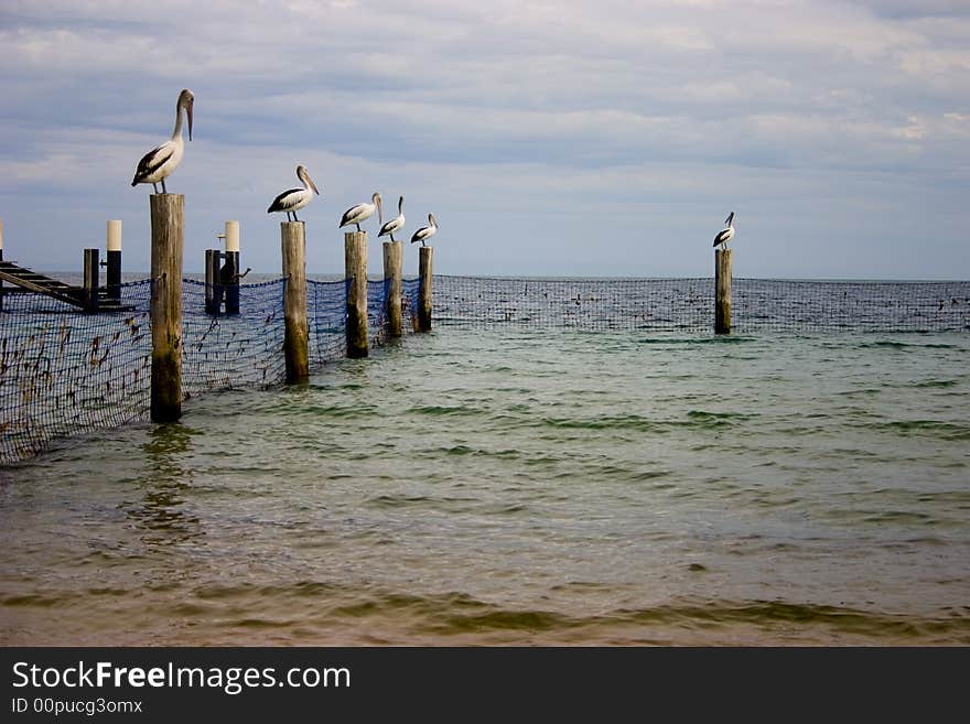 Pelicans sitting on poles. Stradbroke Island, brisbane