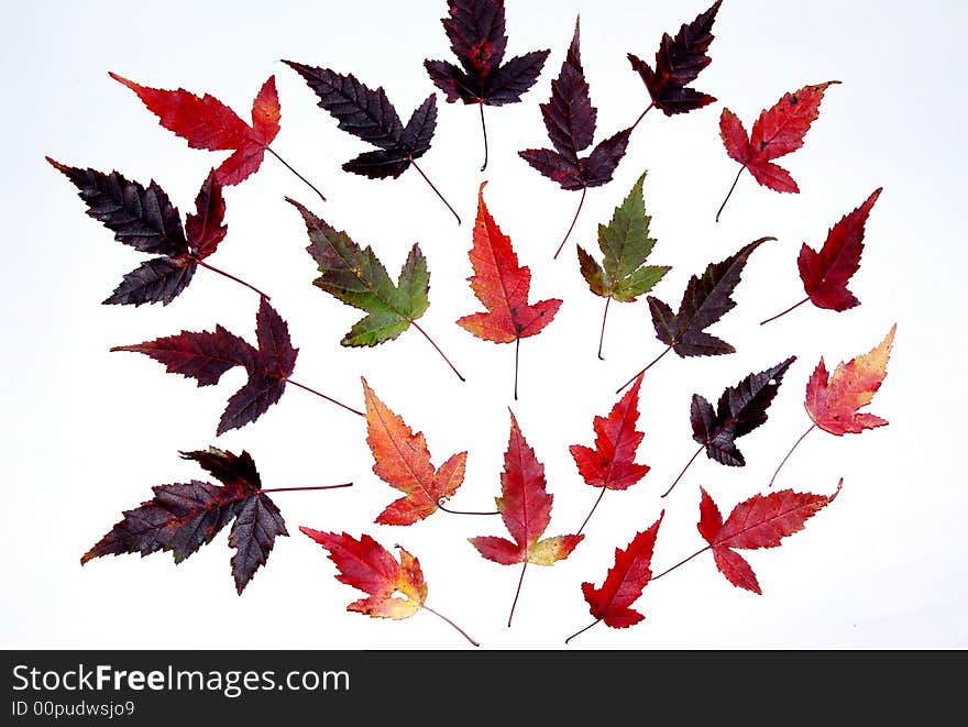 On the white background on the leaves