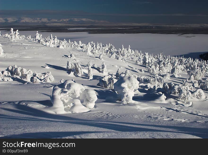 Snow trees at clear sunny day. Snow trees at clear sunny day