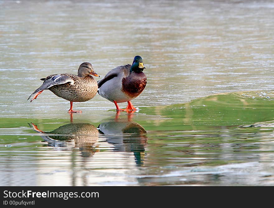 Two mallards on a frozen lake.