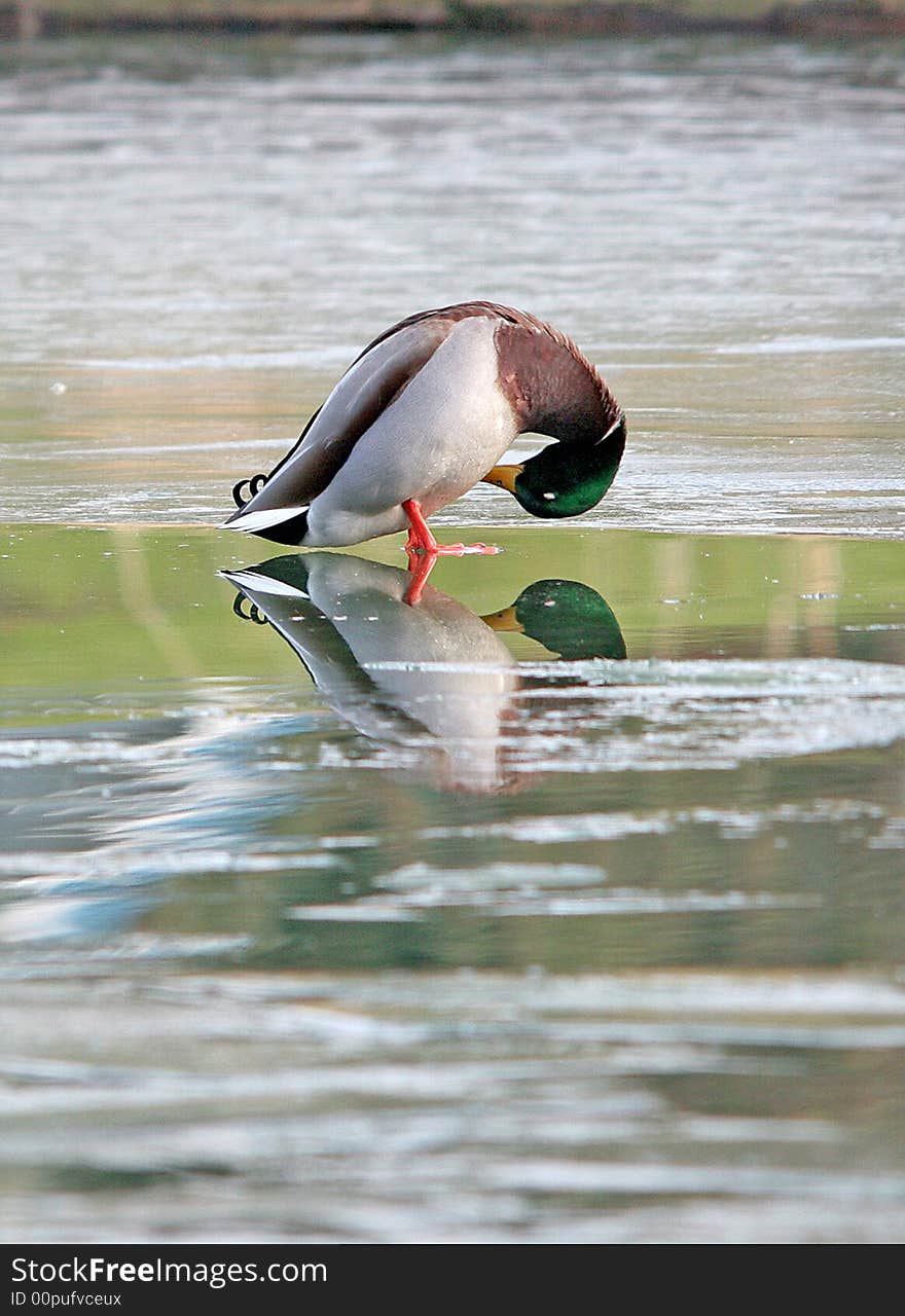 A mallard on a frozen lake.