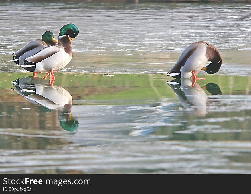 Mallards on a frozen lake.