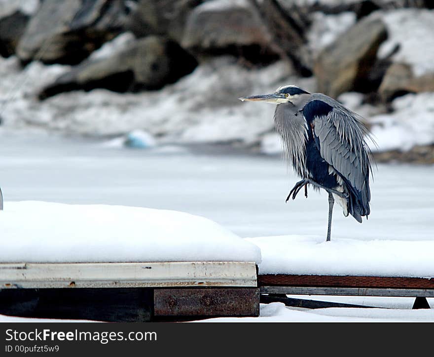 Heron On A Dock.