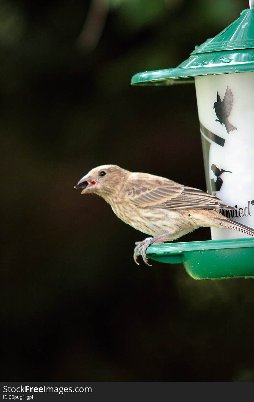 Finch ona bird feeder.