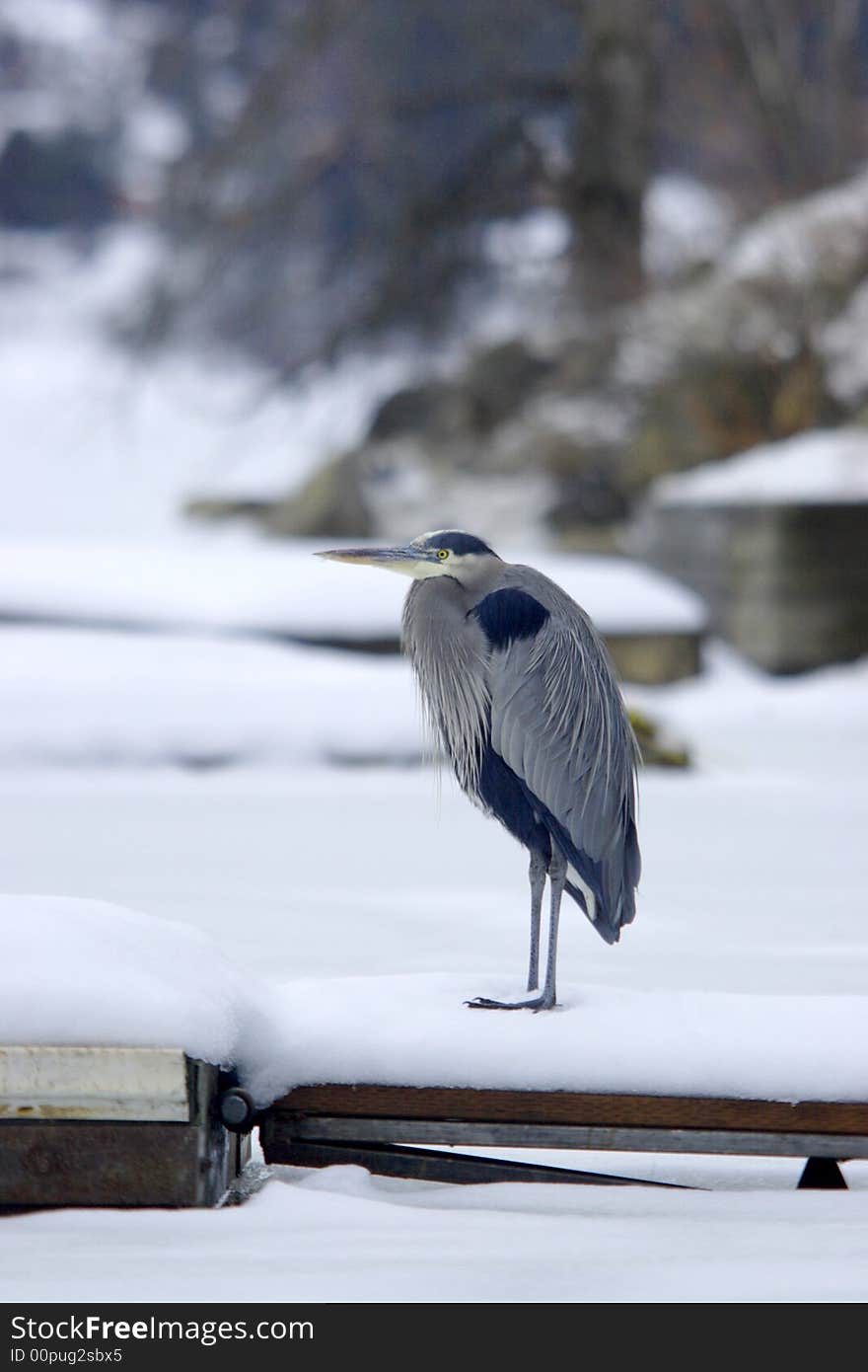 Heron on a dock.