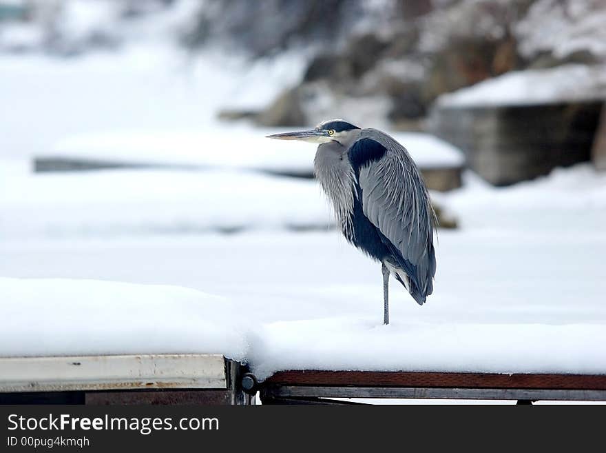 Heron on a dock.