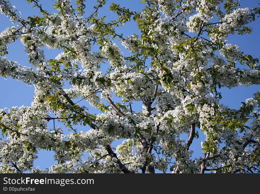 WHITE FLOWERS IN SPRING TREE