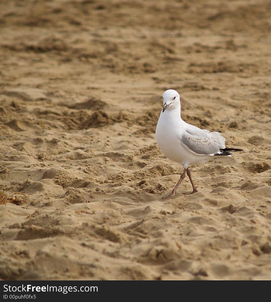 A seagull carefully walking in the sand in Australia, near Torquay. A seagull carefully walking in the sand in Australia, near Torquay