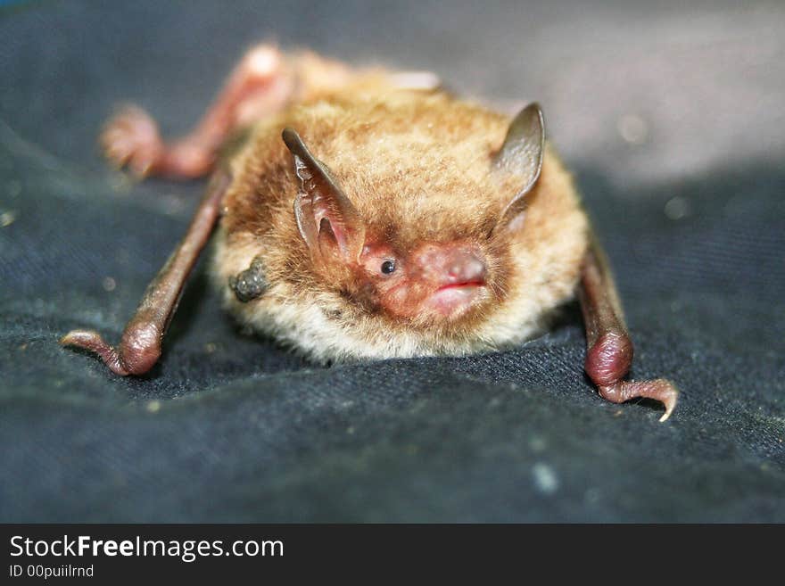 Bat From Gotland