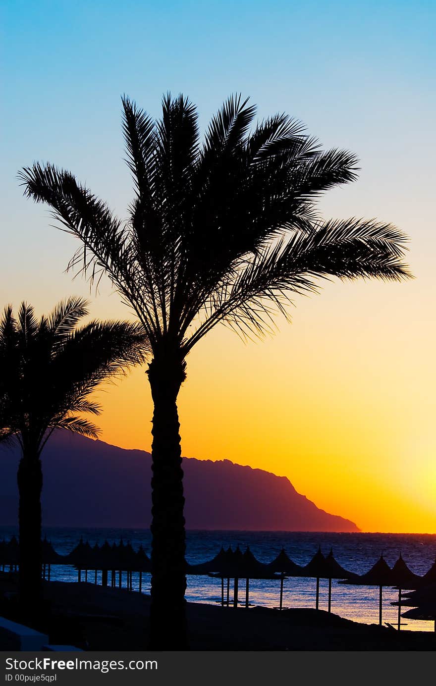 Tropical sunset and palm tree. Tropical sunset and palm tree