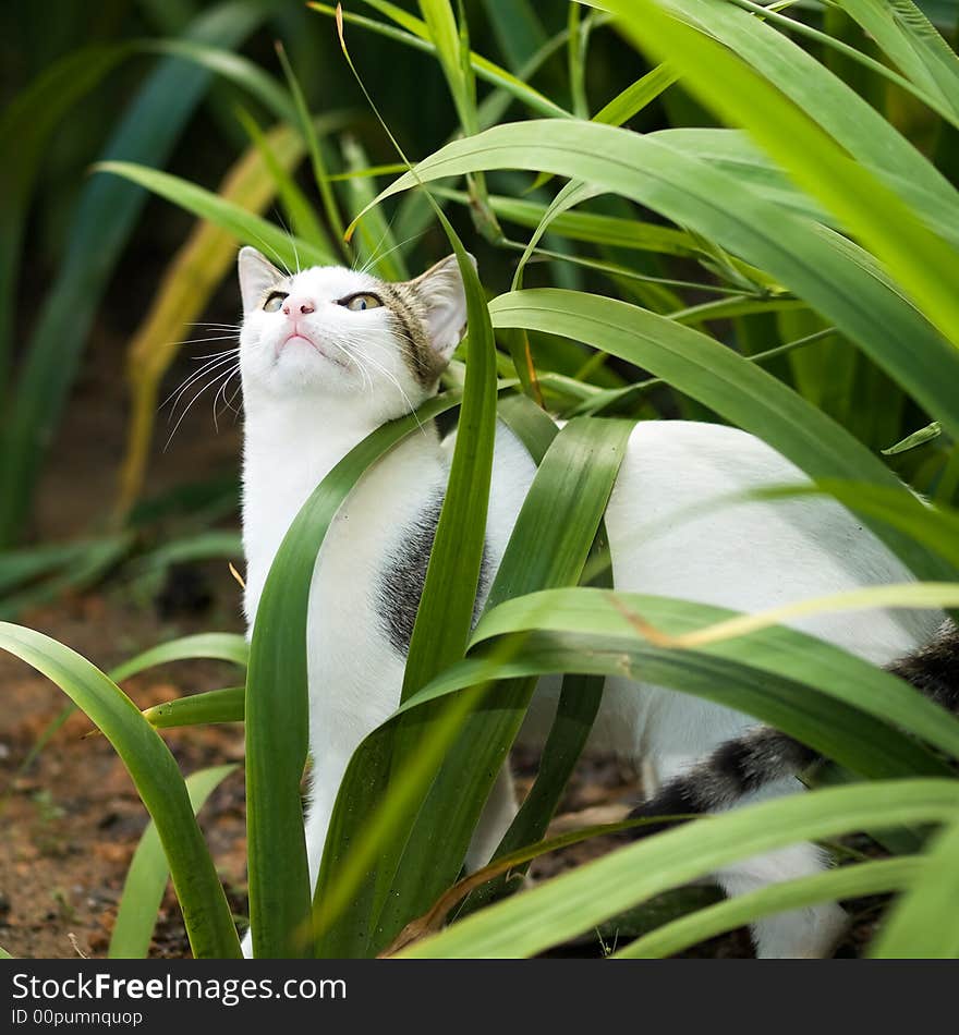 White Cat Amongst Pandanus