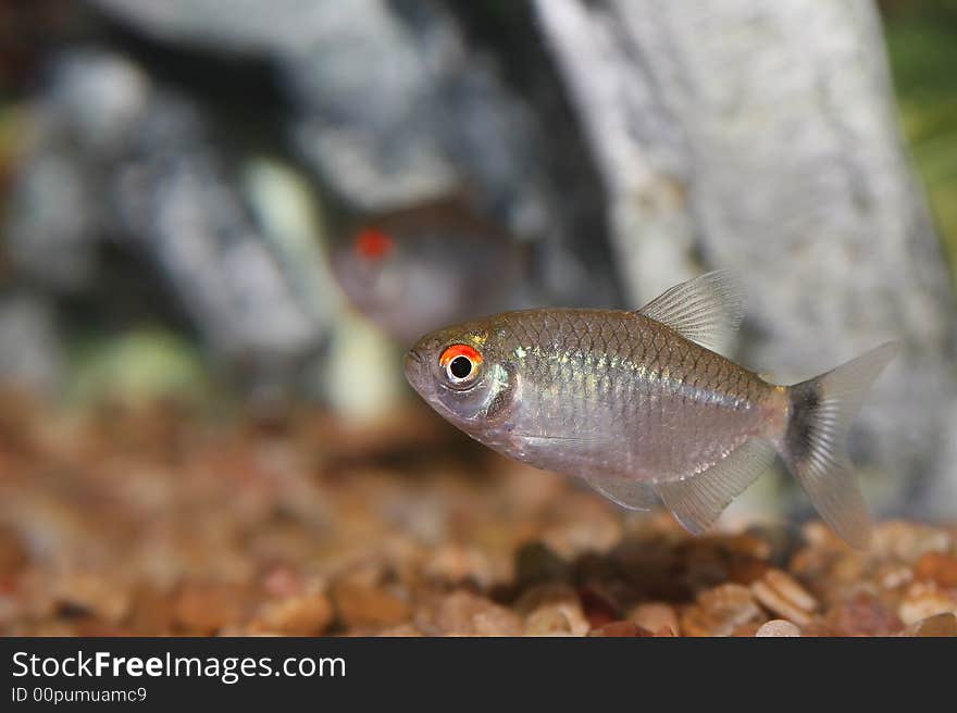 Red Eye Tetra (Moenkhausia oligolepis / Moenkhausia sanctaefilome). Red Eye Tetra (Moenkhausia oligolepis / Moenkhausia sanctaefilome)