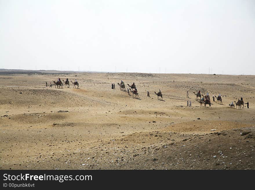 Camels caravan next to gizah pyramids