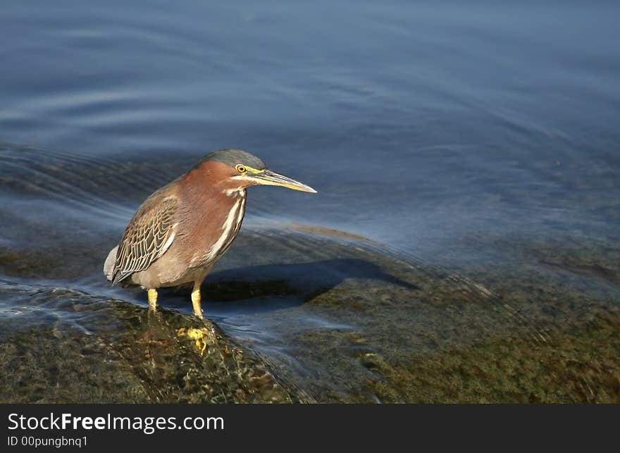 Black crown night Heron