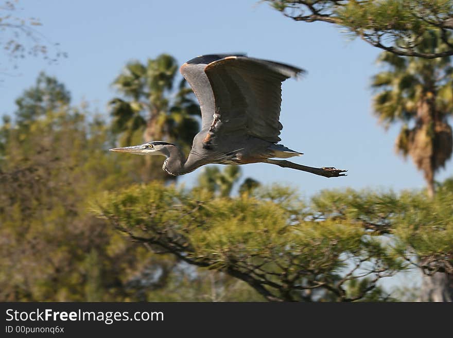 Great Blue Heron Flying.