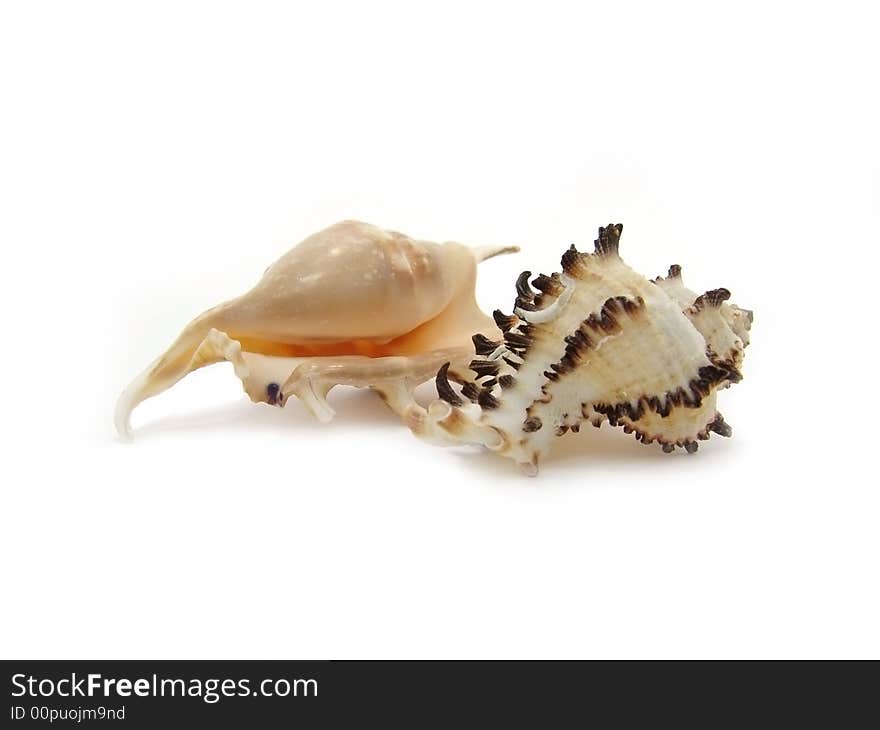 Two shells on a white background