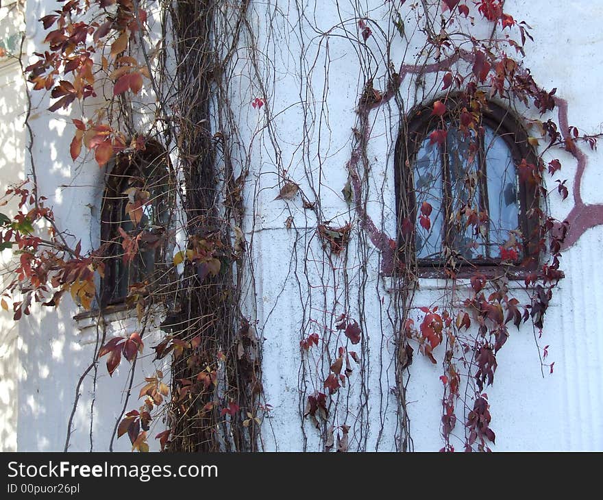 Window with leafs