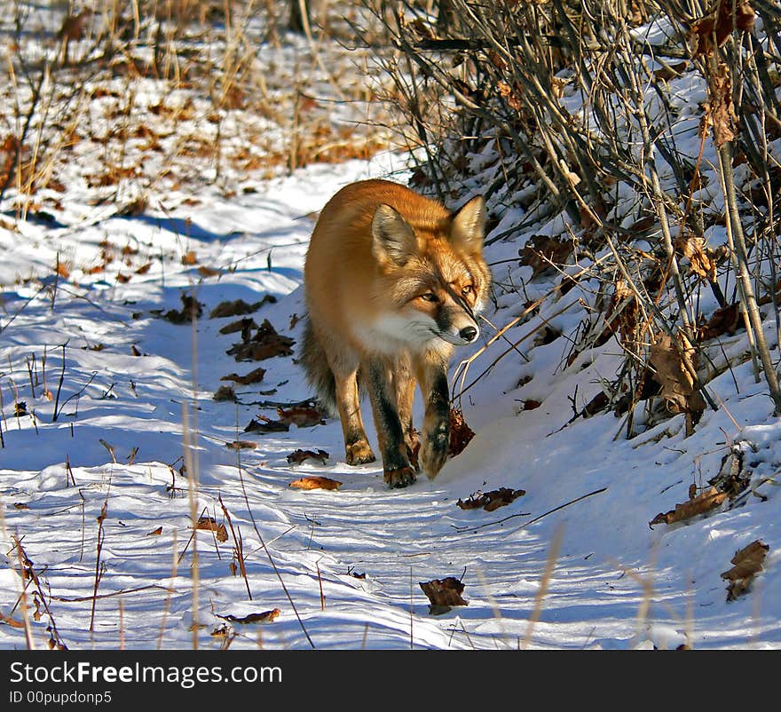 The red fox walks on the path with snow and yellow leaves. Russian Far East, Primorsky Ragion. The red fox walks on the path with snow and yellow leaves. Russian Far East, Primorsky Ragion.