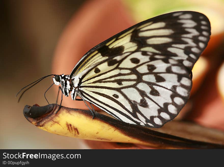 Thirsty Butterfly