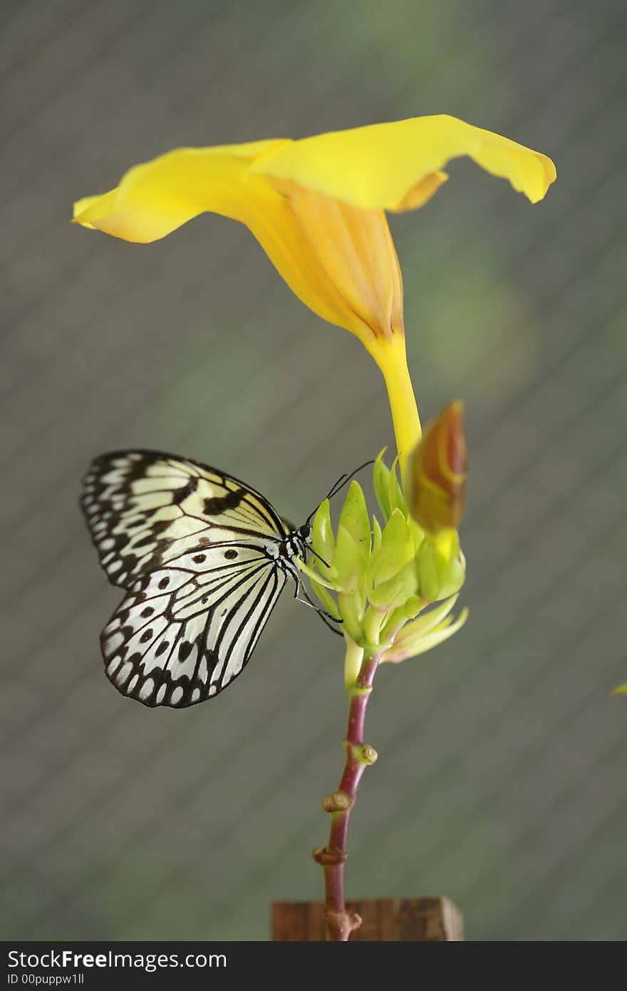 Flora and fauna begging for freedom. Flora and fauna begging for freedom