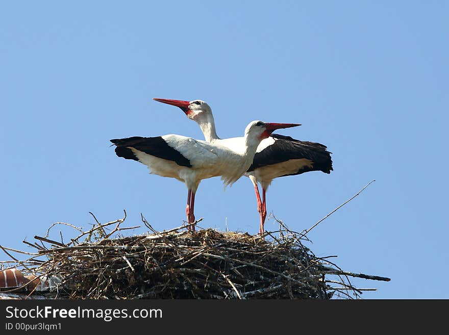 Stork nest and two storks