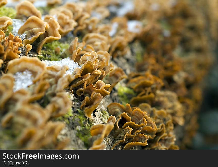 Close up of fungus growing on a tree trunk. Close up of fungus growing on a tree trunk.