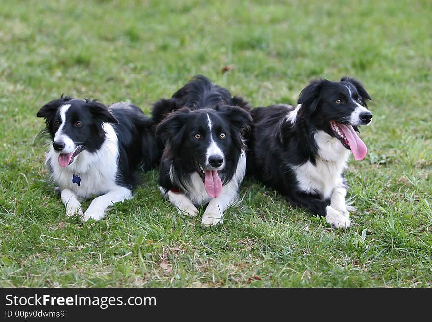 Meeting of border collie family. Meeting of border collie family