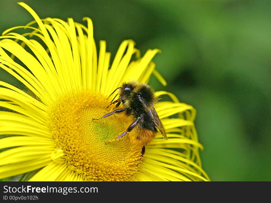 Bee Collecting Pollen