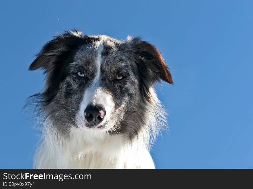 Portrati of a bluemerle border collie against blue sky