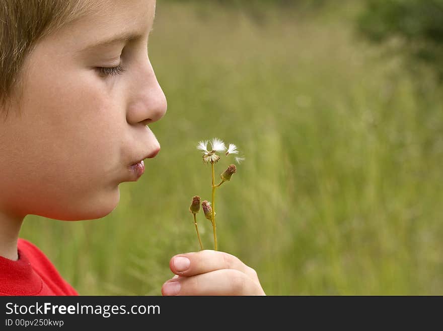 Boy blowing thistle