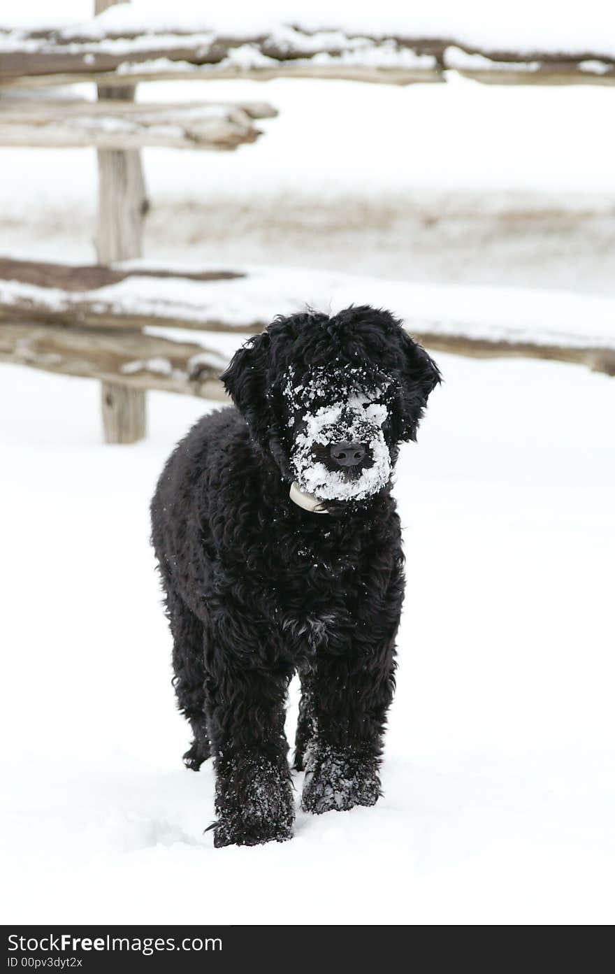 Portuguese Water Dog Puppy in Snow