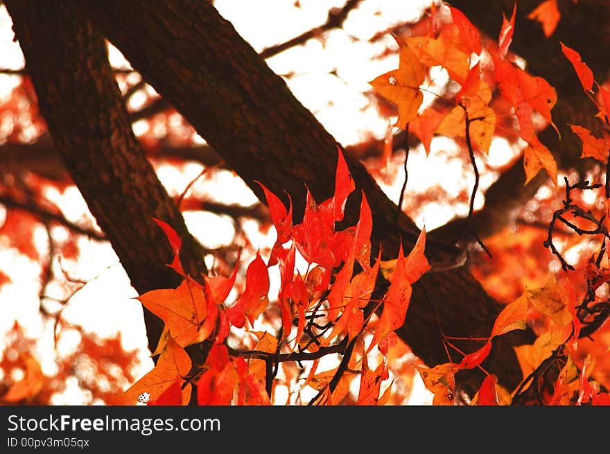 Autumn maple leaves in nanjing china tree. Autumn maple leaves in nanjing china tree