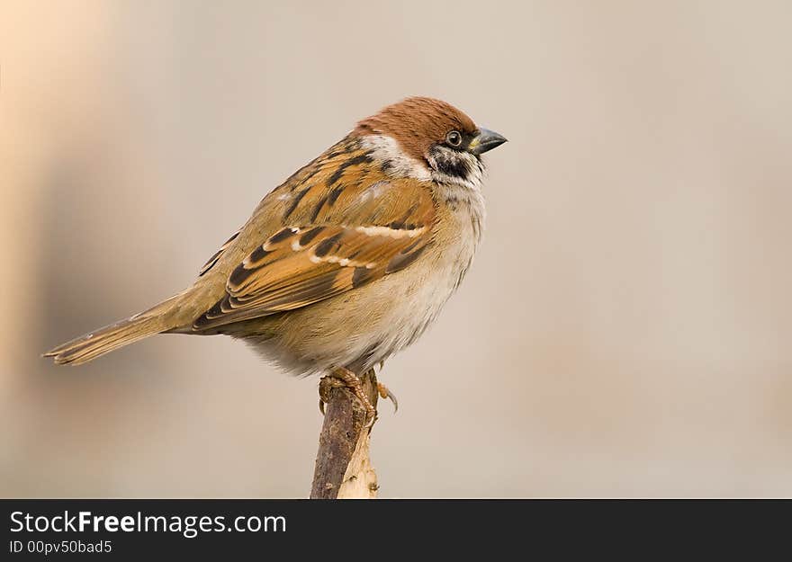 Tree Sparrow (aka Passer Montanus)