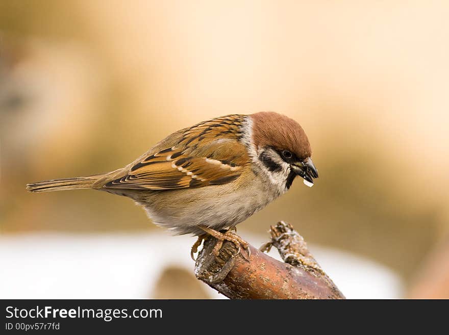 Tree Sparrow (aka passer montanus)