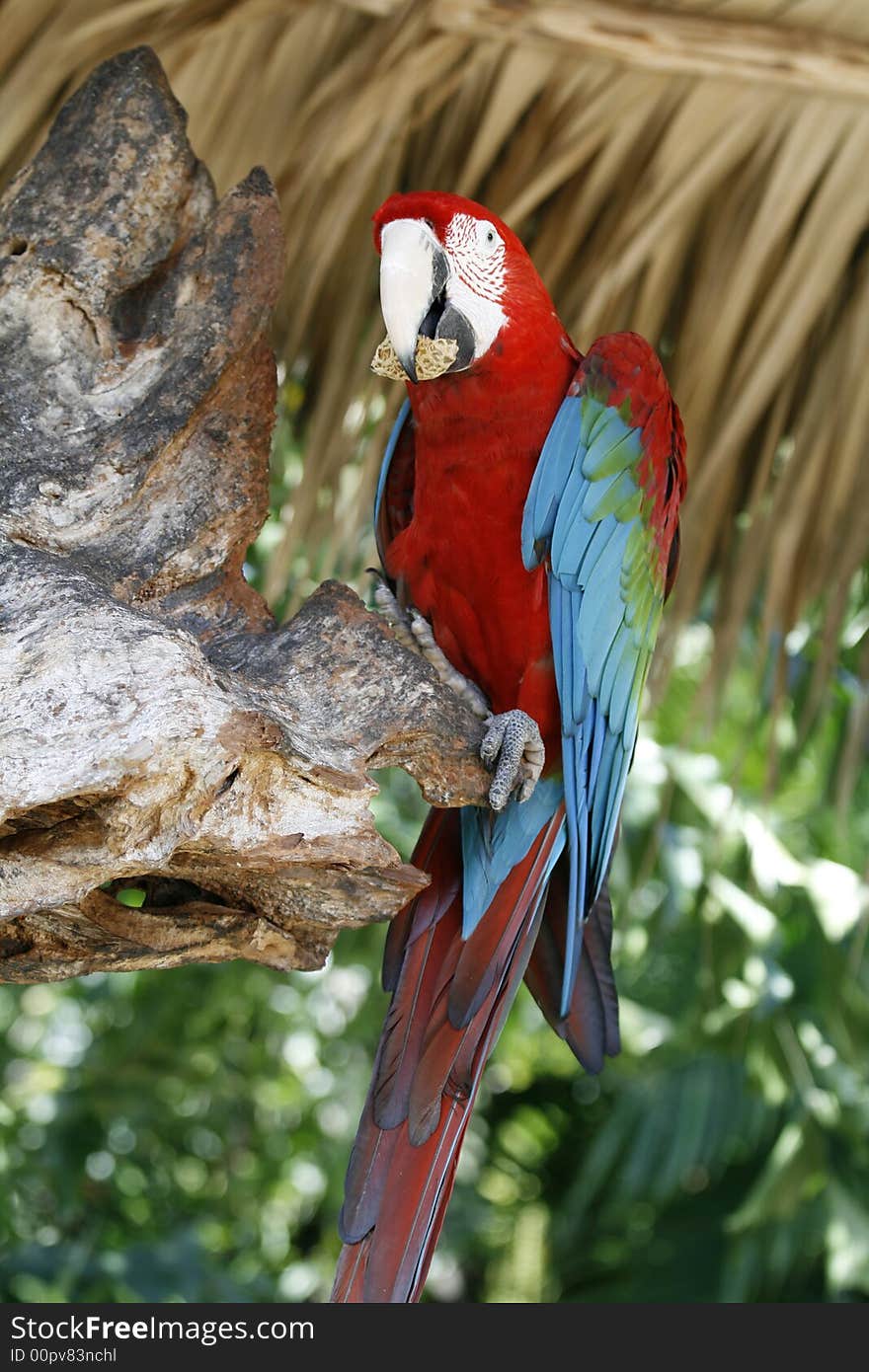 Red parrot