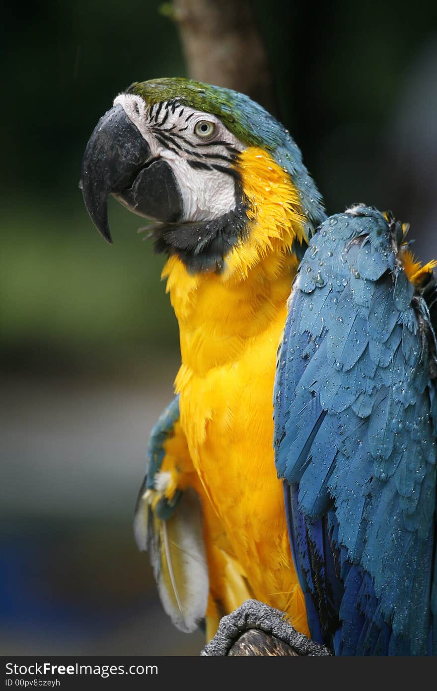 Wet parrot